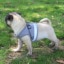 Dog Cat Harnesses Vest