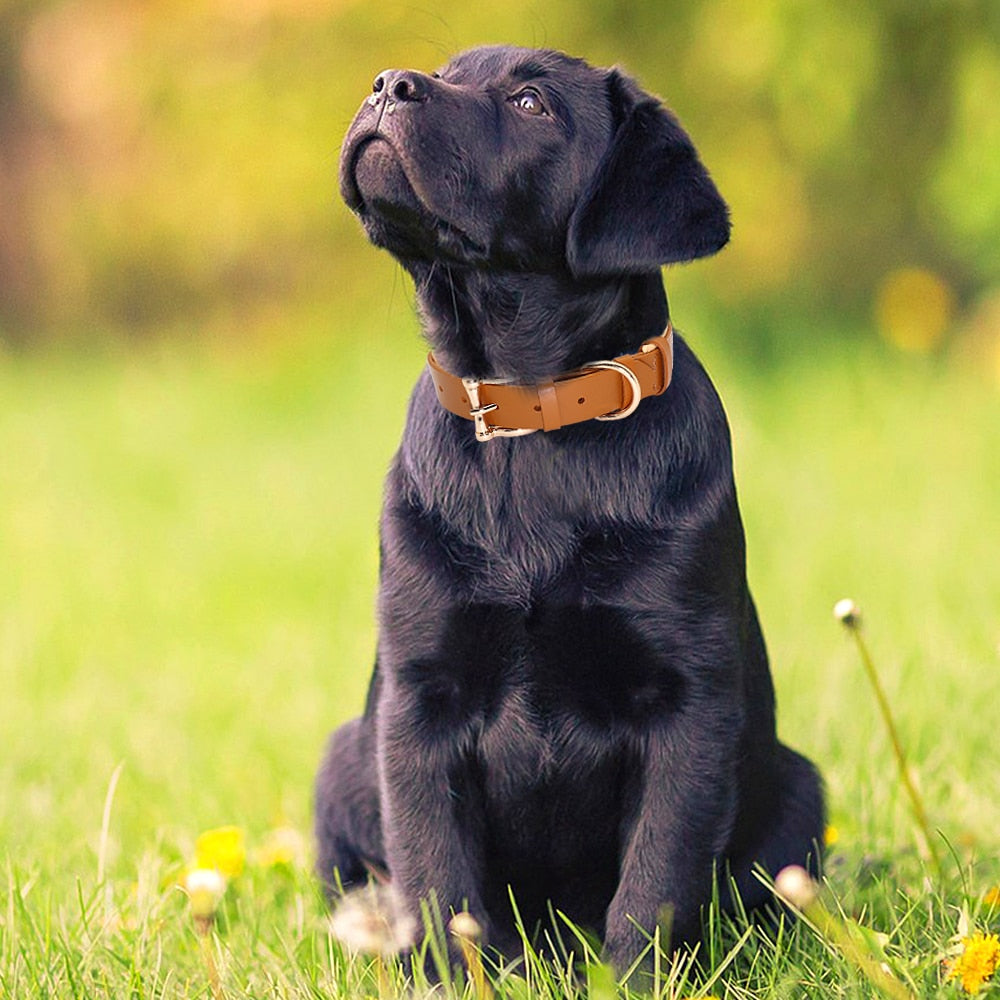 Leather Para Perro Big Dog Collars