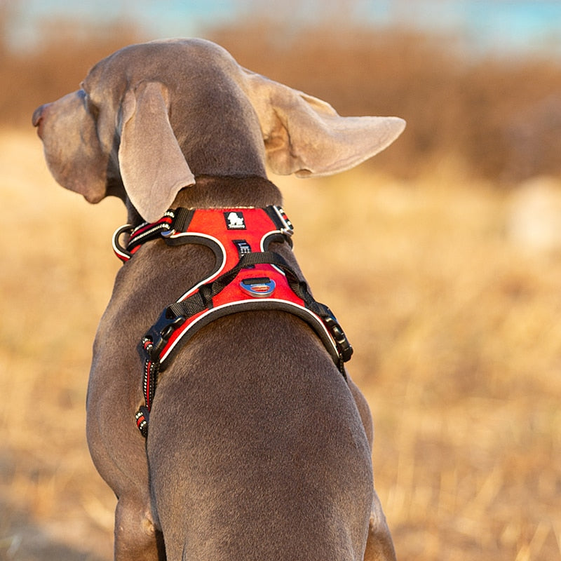 Vehicle Dog Harnesses