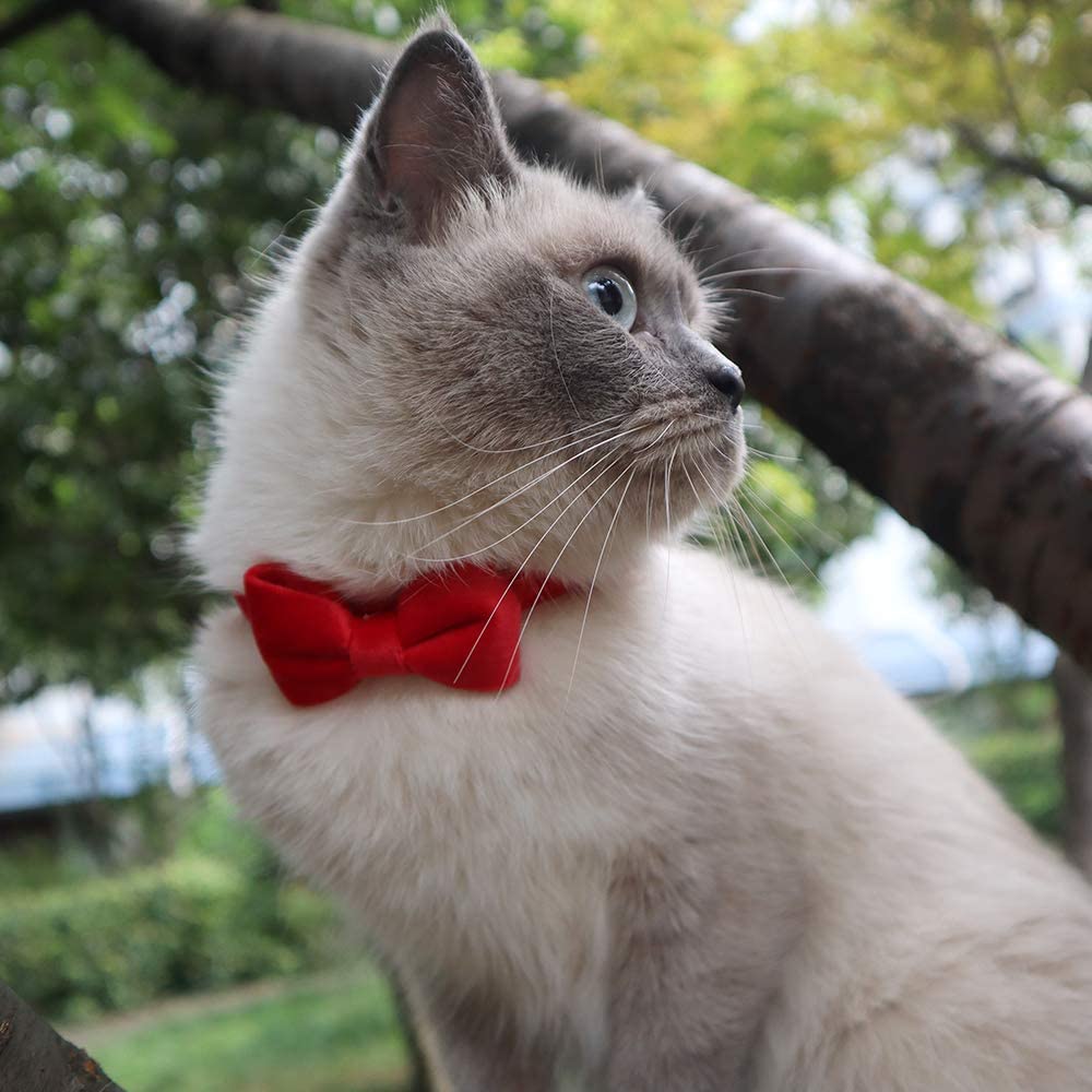 Velvet Soft Bow Kitten Collars