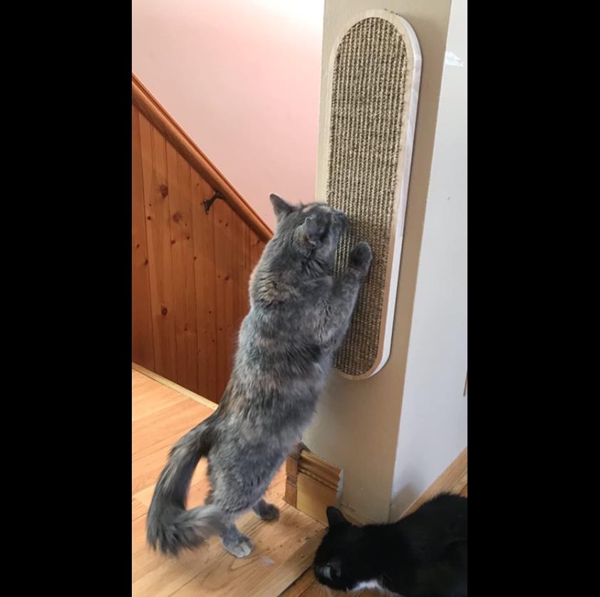 Wall Mounted Cat Scratching Post