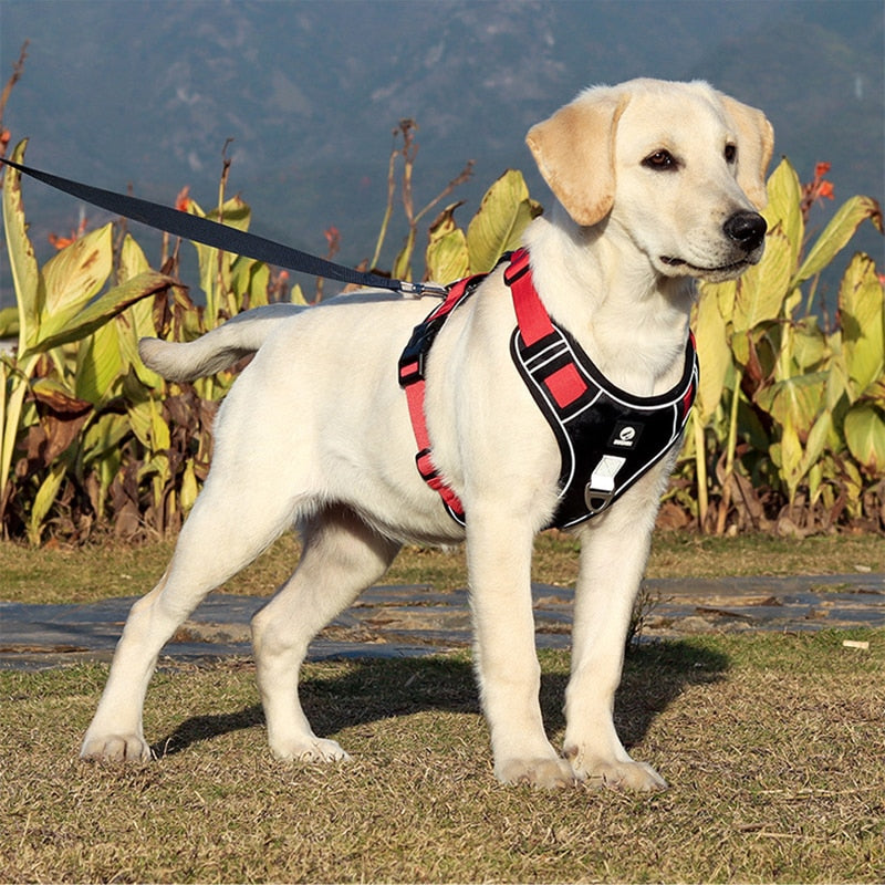 Large Dog Harness Vest