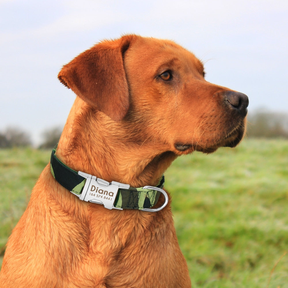 Custom Dog ID Tag Collar