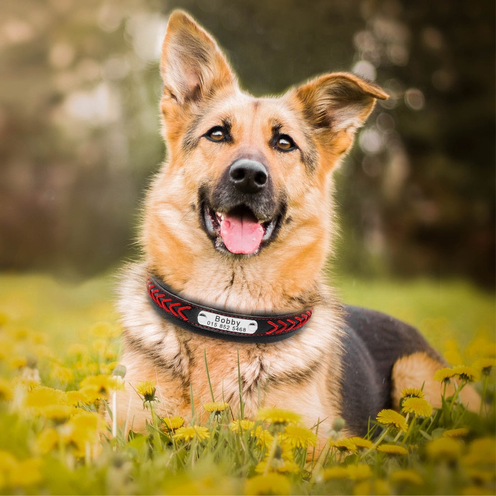 Dog Personalized Tag Collar