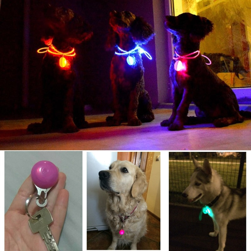 Night Safety LED Dog Collar