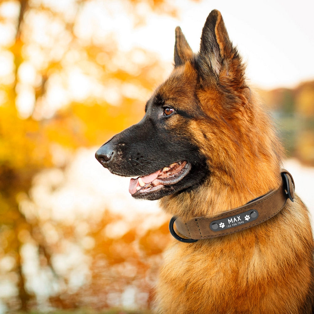 Custom Dog  Leather Collars