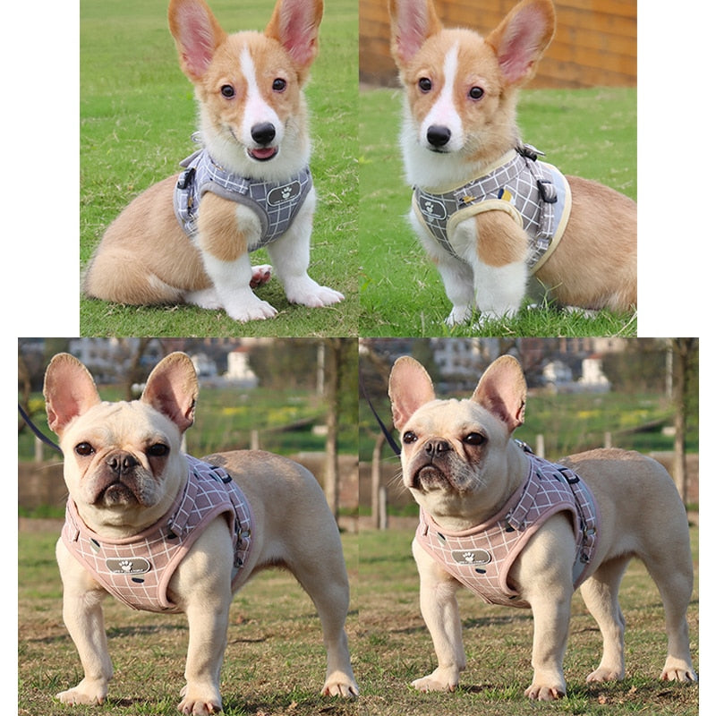 Dogs Harness And Leash Set