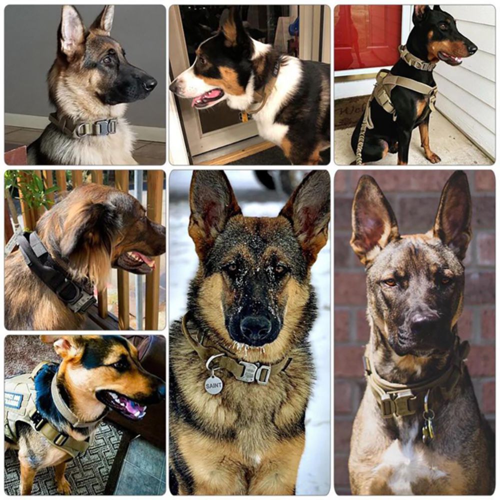 Nylon German Shepard Collar