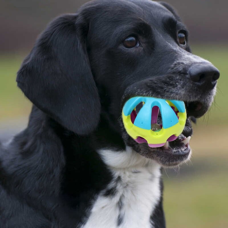 Dog Plastic Hollow Ball Toys